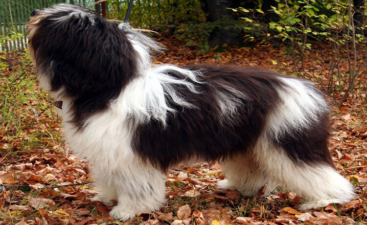 Polish Lowland Sheepdog